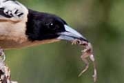Black-backed Butcherbird (Cracticus mentalis)